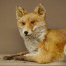 Vos Rode vos zittend op decoratieve plaat Opgezette dieren Opgezette dieren Trofee 89.8.187