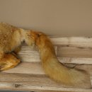 Vos Rode vos zittend op decoratieve plaat Opgezette dieren Opgezette dieren Trofee 89.8.187