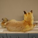 Vos Rode vos zittend op decoratieve plaat Opgezette dieren Opgezette dieren Trofee 89.8.187