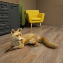 Vos Rode vos zittend op decoratieve plaat Opgezette dieren Opgezette dieren Trofee 89.8.187