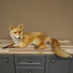 Vos Rode vos zittend op decoratieve plaat Opgezette dieren Opgezette dieren Trofee 89.8.187