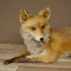 Vos Rode vos zittend op decoratieve plaat Opgezette dieren Opgezette dieren Trofee 89.8.187