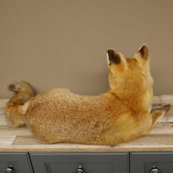 Vos Rode vos zittend op decoratieve plaat Opgezette dieren Opgezette dieren Trofee 89.8.187