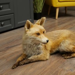 Vos Rode vos zittend op decoratieve plaat Opgezette dieren Opgezette dieren Trofee 89.8.187