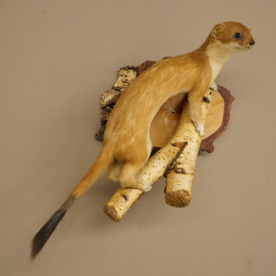 Stood-up ermine weasel summer fur specimen, height 24 cm, taxidermy specimen 89.2.92