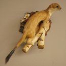 Stood-up ermine weasel summer fur specimen, height 24 cm, taxidermy specimen 89.2.92