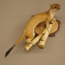 Stood-up ermine weasel summer fur specimen, height 24 cm, taxidermy specimen 89.2.92