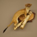 Stood-up ermine weasel summer fur specimen, height 24 cm, taxidermy specimen 89.2.92