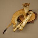 Stood-up ermine weasel summer fur specimen, height 24 cm, taxidermy specimen 89.2.92