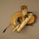 Stood-up ermine weasel summer fur specimen, height 24 cm, taxidermy specimen 89.2.92