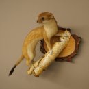 Stood-up ermine weasel summer fur specimen, height 24 cm, taxidermy specimen 89.2.92