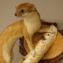 Stood-up ermine weasel summer fur specimen, height 24 cm, taxidermy specimen 89.2.92