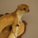 Stood-up ermine weasel summer fur specimen, height 24 cm, taxidermy specimen 89.2.92