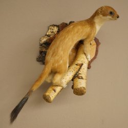 Stood-up ermine weasel summer fur specimen, height 24 cm, taxidermy specimen 89.2.92