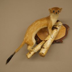 Stood-up ermine weasel summer fur specimen, height 24 cm, taxidermy specimen 89.2.92