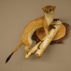 Stood-up ermine weasel summer fur specimen, height 24 cm, taxidermy specimen 89.2.92