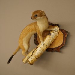 Stood-up ermine weasel summer fur specimen, height 24 cm, taxidermy specimen 89.2.92