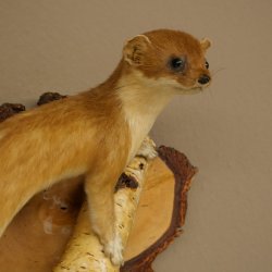 Stood-up ermine weasel summer fur specimen, height 24 cm, taxidermy specimen 89.2.92