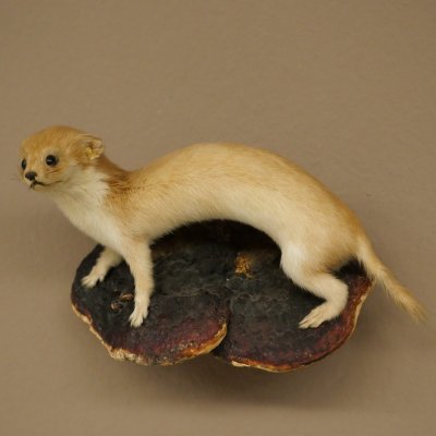 Mauswiesel Präparat Höhe 10 cm Maus Wiesel Tierpräparat taxidermy Deko 89.3.30