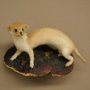 Mauswiesel Präparat Höhe 10 cm Maus Wiesel Tierpräparat taxidermy Deko 89.3.30
