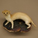 Mauswiesel Präparat Höhe 10 cm Maus Wiesel Tierpräparat taxidermy Deko 89.3.30