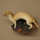Mauswiesel Präparat Höhe 10 cm Maus Wiesel Tierpräparat taxidermy Deko 89.3.30