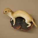 Mauswiesel Präparat Höhe 10 cm Maus Wiesel Tierpräparat taxidermy Deko 89.3.30