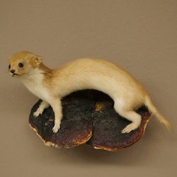 Mauswiesel Präparat Höhe 10 cm Maus Wiesel Tierpräparat taxidermy Deko 89.3.30