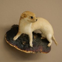 Mauswiesel Präparat Höhe 10 cm Maus Wiesel Tierpräparat taxidermy Deko 89.3.30