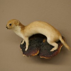 Mauswiesel Präparat Höhe 10 cm Maus Wiesel Tierpräparat taxidermy Deko 89.3.30