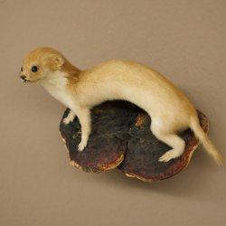 Mauswiesel Präparat Höhe 10 cm Maus Wiesel Tierpräparat taxidermy Deko 89.3.30