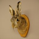 Hasenbock Hasenwolpi mit Rehgeweih Spießer Hase Kopf Wolpertinger Wolpi Präparat auf Trophäenschild