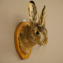 Hasenbock Hasenwolpi mit Rehgeweih Spießer Hase Kopf Wolpertinger Wolpi Präparat auf Trophäenschild