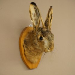 Hasenbock Hasenwolpi mit Rehgeweih Spießer Hase Kopf Wolpertinger Wolpi Präparat auf Trophäenschild