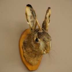 Hasenbock Hasenwolpi mit Rehgeweih Spießer Hase Kopf Wolpertinger Wolpi Präparat auf Trophäenschild