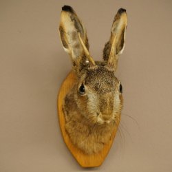Hasenbock Hasenwolpi mit Rehgeweih Spießer Hase Kopf Wolpertinger Wolpi Präparat auf Trophäenschild