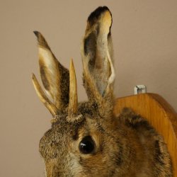 Hasenbock Hasenwolpi mit Rehgeweih Spießer Hase Kopf Wolpertinger Wolpi Präparat auf Trophäenschild