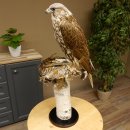 Gerfalke mit Haselhuhn als Beute Präparat Falke präpariert Tierpräparat taxidermy mit Genehmigung zum Verkauf