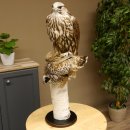 Gerfalke mit Haselhuhn als Beute Präparat Falke präpariert Tierpräparat taxidermy mit Genehmigung zum Verkauf