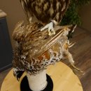 Gerfalke mit Haselhuhn als Beute Präparat Falke präpariert Tierpräparat taxidermy mit Genehmigung zum Verkauf