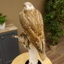 Gerfalke mit Haselhuhn als Beute Präparat Falke präpariert Tierpräparat taxidermy mit Genehmigung zum Verkauf