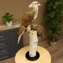 Gerfalke mit Haselhuhn als Beute Präparat Falke präpariert Tierpräparat taxidermy mit Genehmigung zum Verkauf