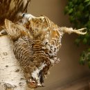 Gerfalke mit Haselhuhn als Beute Präparat Falke präpariert Tierpräparat taxidermy mit Genehmigung zum Verkauf