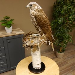 Gerfalke mit Haselhuhn als Beute Präparat Falke präpariert Tierpräparat taxidermy mit Genehmigung zum Verkauf
