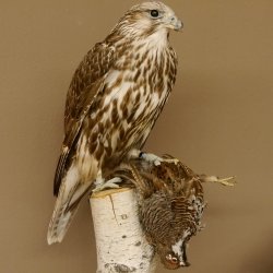 Gerfalke mit Haselhuhn als Beute Präparat Falke präpariert Tierpräparat taxidermy mit Genehmigung zum Verkauf
