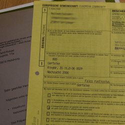 Gerfalke mit Haselhuhn als Beute Präparat Falke präpariert Tierpräparat taxidermy mit Genehmigung zum Verkauf