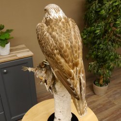 Gerfalke mit Haselhuhn als Beute Präparat Falke präpariert Tierpräparat taxidermy mit Genehmigung zum Verkauf