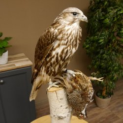 Gerfalke mit Haselhuhn als Beute Präparat Falke präpariert Tierpräparat taxidermy mit Genehmigung zum Verkauf