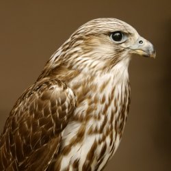 Gerfalke mit Haselhuhn als Beute Präparat Falke präpariert Tierpräparat taxidermy mit Genehmigung zum Verkauf