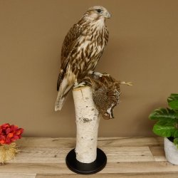 Gerfalke mit Haselhuhn als Beute Präparat Falke präpariert Tierpräparat taxidermy mit Genehmigung zum Verkauf